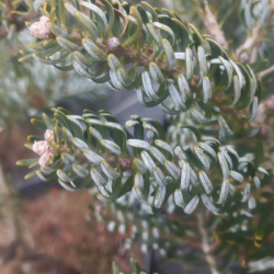 Jodła koreańska  Silberlocke